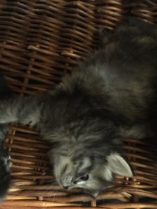 cucciola silver tabby di gatto siberiano