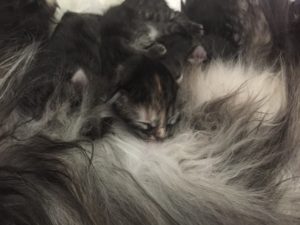 cucciolo di pochi giorni di gatto Siberiano